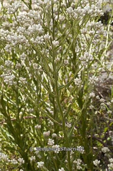 pseudognaphalium californicum 2 graphic